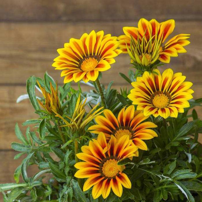 Chrysanthemum Flower Seeds Perennial Flower Landscape Garden Cou